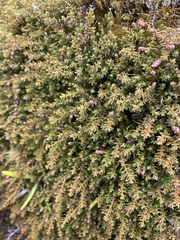 Lepidothamnus laxifolius