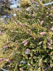 Lepidothamnus laxifolius