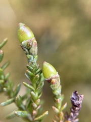 Lepidothamnus laxifolius
