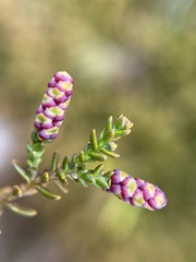 Lepidothamnus laxifolius