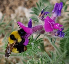 Oxytropis lanata