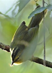 Myiothlypis bivittata