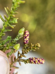 Lepidothamnus laxifolius
