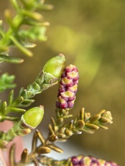 Lepidothamnus laxifolius