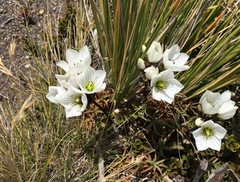 Gentianella montana