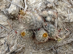 Escobaria emskoetteriana