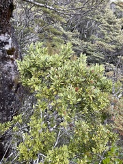 Phyllocladus alpinus