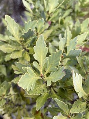 Phyllocladus alpinus