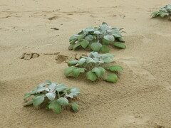 Arctotheca populifolia