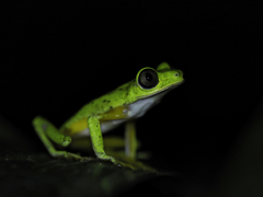 Agalychnis lemur