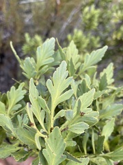 Phyllocladus alpinus