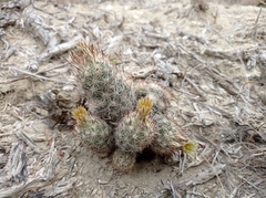 Escobaria emskoetteriana