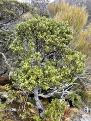 Phyllocladus alpinus