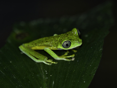 Agalychnis lemur