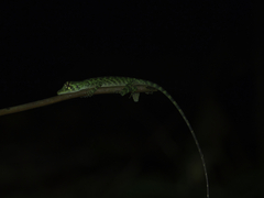 Anolis frenatus