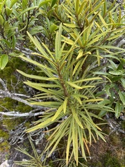 Pseudopanax linearis
