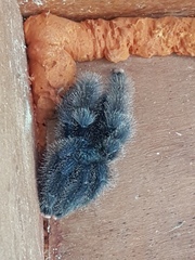 Avicularia avicularia