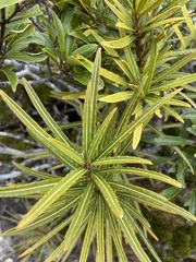 Pseudopanax linearis