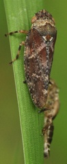 Aphrophora corticea