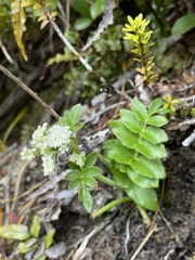 Gingidia montana