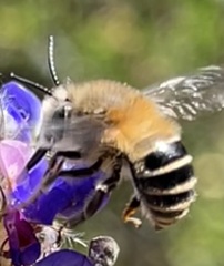 Anthophora pilifrons