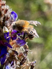 Anthophora pilifrons
