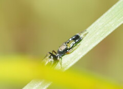 Myrmarachnini