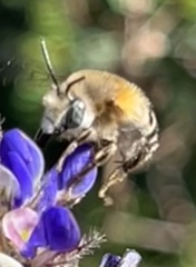 Anthophora pilifrons
