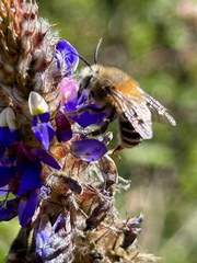 Anthophora pilifrons