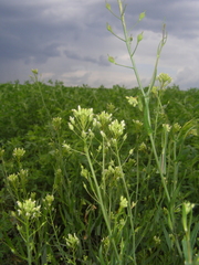Camelina