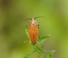 Pseudophyllodromiinae