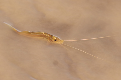 Catfish (Pimelodus maculatus) — Pimelodidae — 3