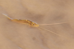 Pimelodus maculatus