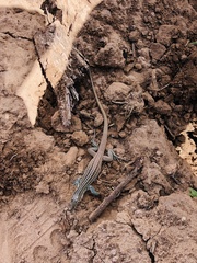 Aspidoscelis scalaris