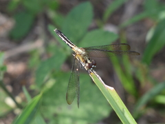 Erythrodiplax basalis