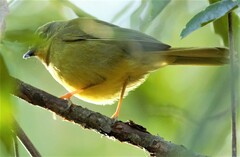 Myiothlypis bivittata