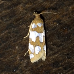 Pelochrista quinquemaculana