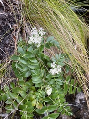 Gingidia montana