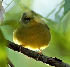 Myiothlypis bivittata