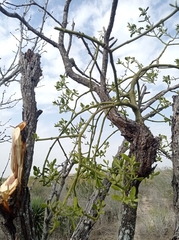 Phoradendron leucarpum