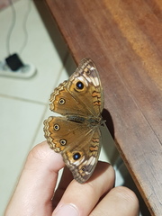 Junonia litoralis