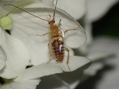 Planuncus tingitanus