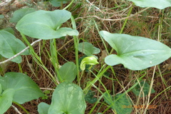 Arisarum vulgare