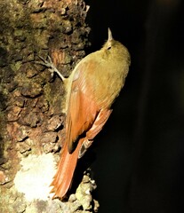 Sittasomus griseicapillus