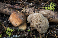 Lentinellus montanus