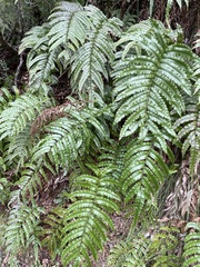Blechnum montanum