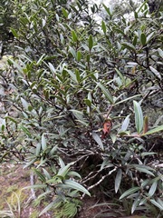 Pseudopanax linearis