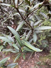 Pseudopanax linearis