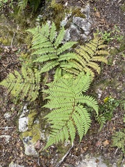 Cyathea colensoi