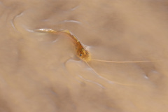 Pimelodus maculatus